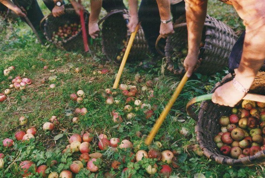 Diferencias entre la sidra vasca y la sidra asturiana